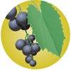 whitetail food alternative grape