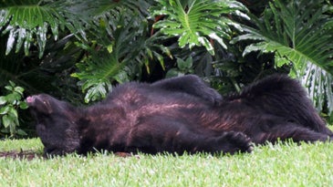 Black Bear Steals Dog Food, Naps in Yard