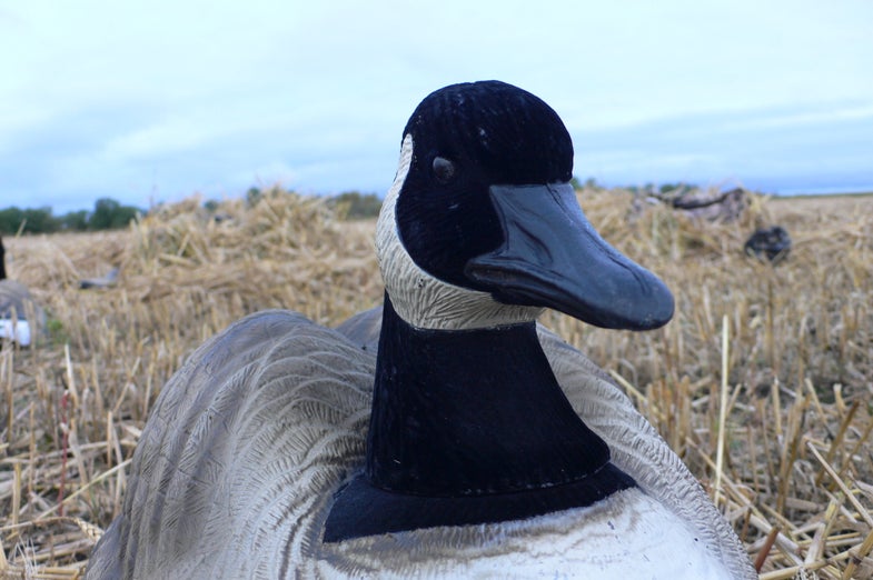 One of our goose decoys, made by Final Approach. Check www.Fabrands.com - you'll be amazed at how many decoys they offer. We set out 150 dekes, in various poses.