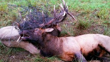Two Bull Elk Battle To the Death, Feed Idaho’s Hungry
