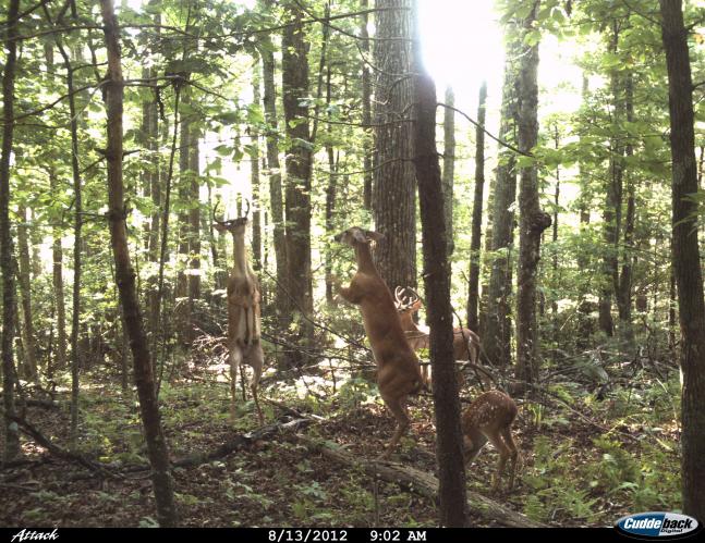 Been watching these 2 8 pointers all summer when i got this crazy picture of one of the 8's apparently getting to close mamma's fawn!