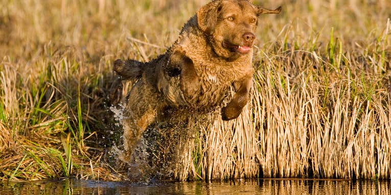 Remote Control: Four Tools That’ll Improve Your Dog Training Drills