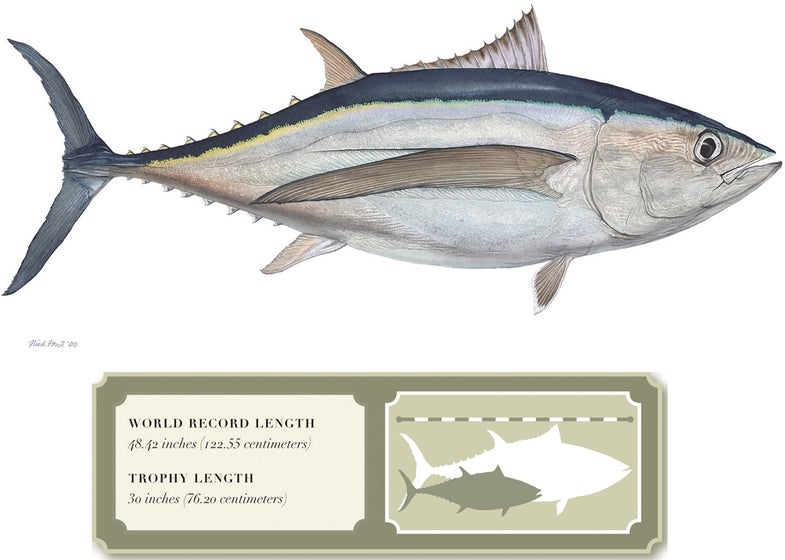 Albacore <strong>Location:</strong> Gran Canaria, Spain<br /><strong>Scientific name:</strong> <em>Thunnus</em> alalunga<br /><strong>World record weight:</strong> 88 lb. 2 oz. (40 kg.)<br /><strong>Angler:</strong> Siegfried Dickermann<br /><strong>Date of capture:</strong> November 19, 1977<br /><strong>Bait:</strong> live mackerel<br /><strong>Time of battle:</strong> 45 minutes<br /><strong>Previous record:</strong> 74 lb. 13 oz., Canary Is., Olof Idegsen