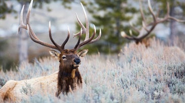 Yellowstone Tribes Target Elk, Irk Montana Hunters
