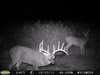 This is a trailcam pic taken two day before my 12 year old grandson shot him with his crossbow.
