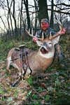 <strong>Giant Buck</strong><br />
This whitetail killed in Nebraska or Pennsylvania weighed 412 pounds. Could it be? True or false?