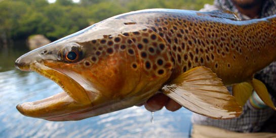 Heading to California to Talk About Brown Trout… The Mother of All Trout