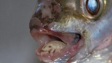 Video: Parasite That Becomes a Fish Tongue