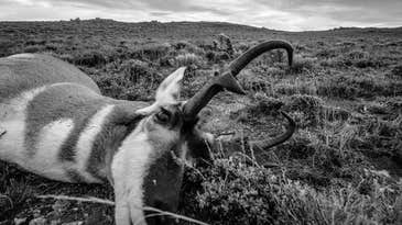 A Spot-and-Stalk Hunting Adventure for Public-Land Pronghorns in Wyoming