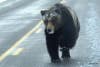 big grizzly bear in road