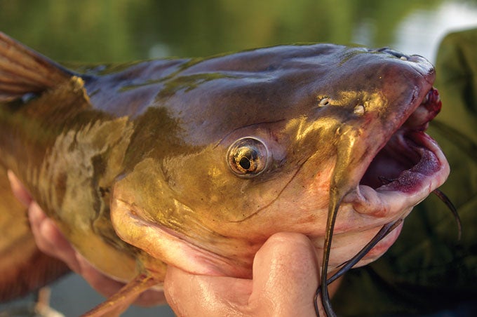 How to Trotline for Channel Catfish