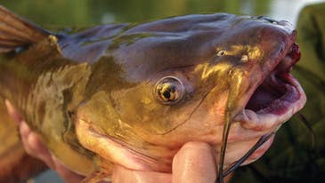 How to Trotline for Channel Catfish