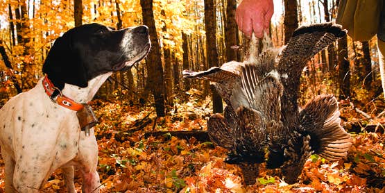 An Inside Look at a Wisconsin Grouse Hunting Camp