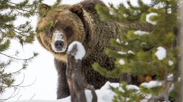 Why the Grizzly Bear’s Future Depends on Public Land