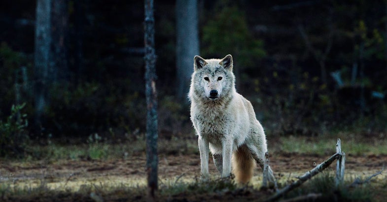 gray wolf,