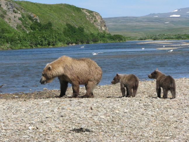Bears on trip to Alaska