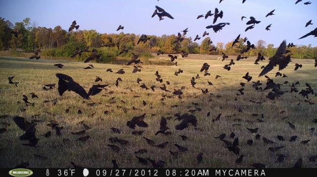 Caught this flock of red winged black birds taking a break on their way South.
