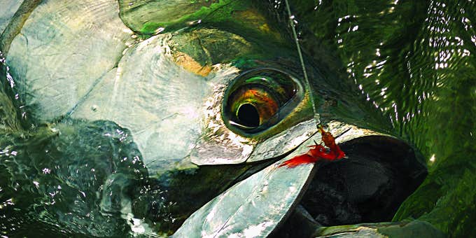 Striking Silver: How to Hook a Tarpon