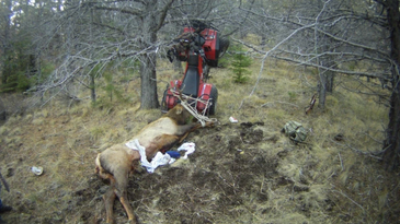 Hunter Impaled by Elk Rack in ATV Accident