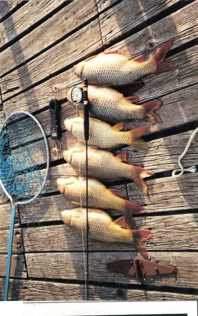Using my 50 year old flyrod, I regularly catch common carp in a local lake. For bait I mix up Wheaties &amp; Strawberry soda to a paste &amp; using a small treble hook, I gently cast off my dock. The biggest so far is a 32 inch, 23 pounder. It took 35 minutes to net the beast.