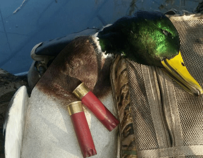 A nice greenhead killed with the author's handloads.