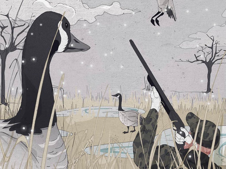 Canada geese hunting illustration