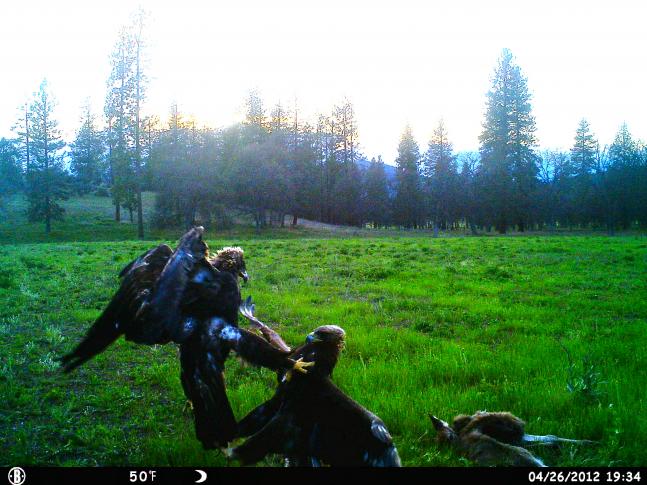 Two Golden Eagles fighting over a mountain lion kill.