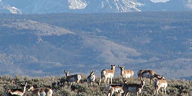 The New Death Valley: How Energy Development is Killing Wyoming Pronghorn and Mule Deer Herds