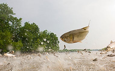 By Steve Chapple Fish can jump, but this is ridiculous. These are invasive Asian carp, going ballistic above the Illinois River, near Havana, Illinois, on a recent hot summer day. Asian carp leap out of the water at the sound of outboard motors. Nobody knows exactly why. The carp, which first escaped an aquaculture facility in Mississippi in 1972, when the Mississippi River flooded, have been working their way north. They have become a watery epidemic, reproducing at a rabbit-like pace that shocks most aquatic biologists.