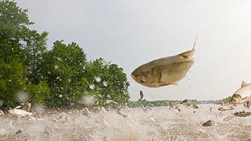 The Amazing Jumping Carp Of The Illinois River