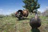 It was "love at first sight" when this wild Merriam's tom turkey encountered a Dave Smith hen decoy, says photographer Bill Buckley. "He obsessed over the poor thing--he even mounted it." Buckley found the gobbler last May on his neighbor's property in the Bridger Mountains and called it in, making yelps with a slate. "That tom locked onto the decoy and followed it everywhere. I'd push him off, move the deke a hundred yards, yelp, and he'd come right back. A lonely bird at the right moment is a beautiful thing."<br />
<strong>Location</strong>: The Bridger Mountains, Montana<br />
<strong>Issue</strong>: March 2009