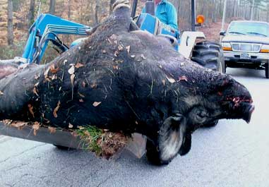 By Kirk Deeter. This much is clear: Bill Coursey killed a very large free-roaming hog (shown above) in his neighbor's yard in southern Fayette County, Georgia, on the afternoon of January 4, 2007. The hog measured 9 feet in length, and weighed in on a certified truck scale at 1,100 pounds. At that size, the animal dwarfs the vaunted "Hogzilla," recognized by Safari Club International as the North American free-range record hog.
