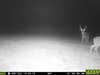 buck chasing at night