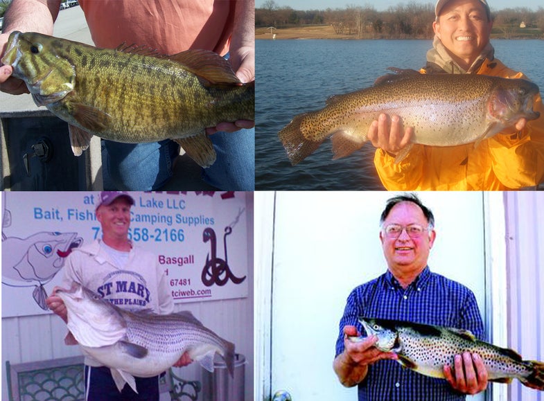 <strong>This has been a bountiful spring for Kansas anglers</strong>, who've toppled four state records--one of them twice--on the way to the best spring fishing season in recent memory. We've got four great stories from the Sunflower State, one each for its best ever striped bass, rainbow trout, smallmouth bass and brown trout.
