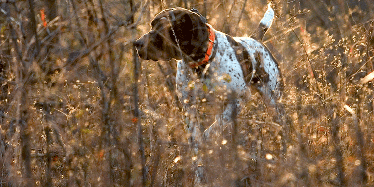 Ask Phil: Pointer or Flusher for Grouse?