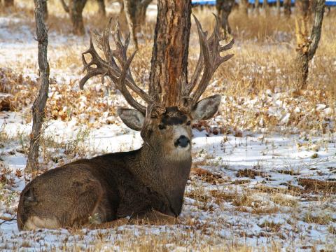 <a href="/photos/gallery/hunting/deer-hunting/2010/12/suburban-legend-returns/"><strong>#9.<br />
Goliath Returns: New Photos of Freakish Colorado Springs Mule Deer</strong></a> Goliath returned! The legendary suburban mule deer that took up residence last summer on the grounds of a Colorado Springs construction company was spotted again late in the year chasing does and racking saplings. <em>Field &amp; Stream</em> got the story--and the photographs--that showed what the buck with the freak-nasty horns and a penchant for peeking in office windows had been up to. <a href="/photos/gallery/hunting/deer-hunting/2010/12/suburban-legend-returns/">Read the story and see the photos here.</a>