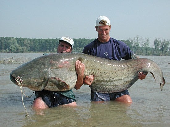 The Cult of the Wels: Catching Giant, 200-Plus Pound Catfish in