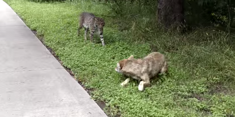 How Close is Too Close: Bobcat vs. Coyote