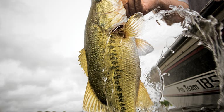 Early-Season Southern Bass Tactics–That Work Anywhere