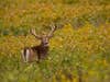 Whitetail Deer Soybean Field