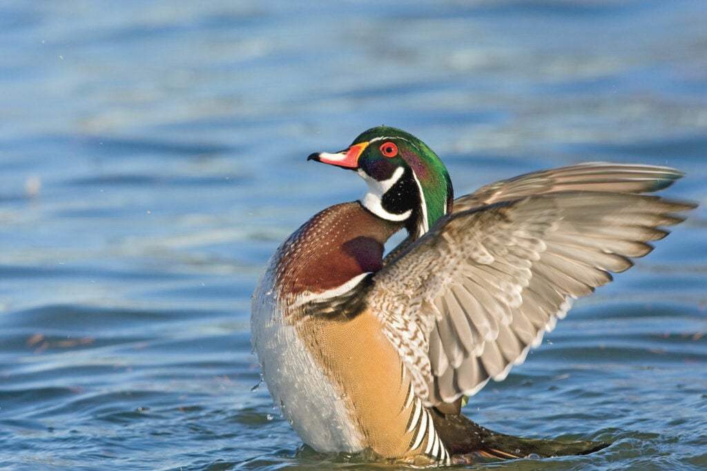 "This drake is finishing preening--flapping to straighten his wing feathers and get rid of excess water," says Neal Mishler, who photographed the wood duck at a local pond last fall. A wood duck preens by spreading oil from the uropygial gland on its tail over its feathers with its beak. Then it dips under the water, and finally stands and flaps. This ritual keeps the duck buoyant, clean, and healthy. <strong>Location:</strong> Great Falls, Mont.<br />
<strong>Issue:</strong> September 2008