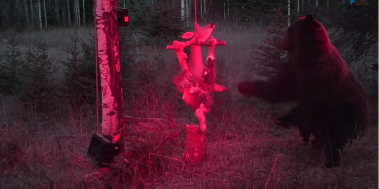 Video: Grizzly vs. Electrified Deer Carcass
