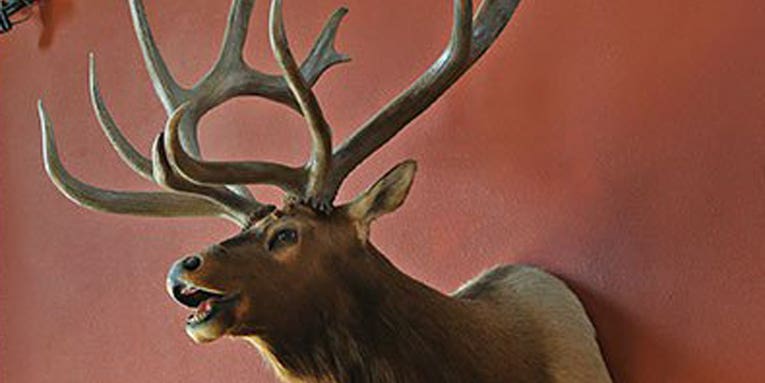 Boone & Crockett Record Elk Rack Sells for $121K