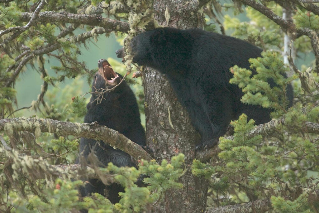 "The boar, on the left, pawed at her face and growled, but she was having none of him," Donald M. Jones says of the two black bears pictured here, 70 feet up a Douglas fir. Jones shot the photo in early June, during the mating season. Large males do not typically follow sows so high up in their search for romance, and in this case the extra effort was wasted. "She just climbed down, and he stayed there sulking." <strong>Location:</strong> Southeastern British Columbia, along Highway 95<br />
<strong>Issue:</strong> June 2008