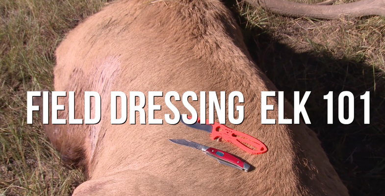 field-dressing elk