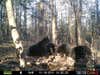 This black bear sow is constantly on watch for danger so no harm comes to her three cubs.