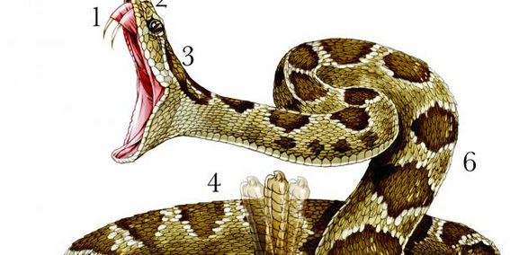 Don’t Get Bit: Ultimate Snake Survival Guide