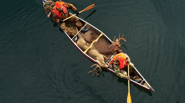 Wilderness Whitetails: Hunt and Haul Bucks by Canoe