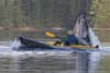 <strong>'Yak Attack</strong><br />
A doctor in Sitka, Alaska, dodged a close call as he paddled across the gaping mouth of a humpback whale while kayaking near the ferry terminal north of downtown. This is actually an organized sport in Alaska. True or false?