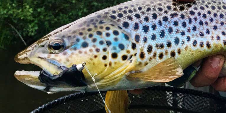 Hook Shots: Michigan Trout All Day, All Night